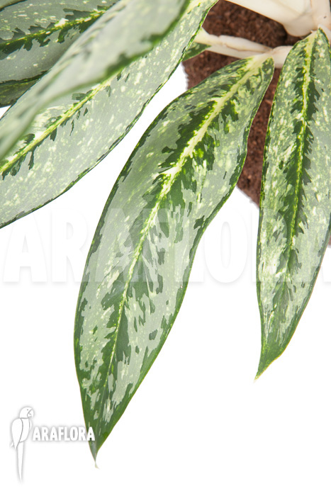 Aglaonema &lsquo;Legerprint&rsquo;