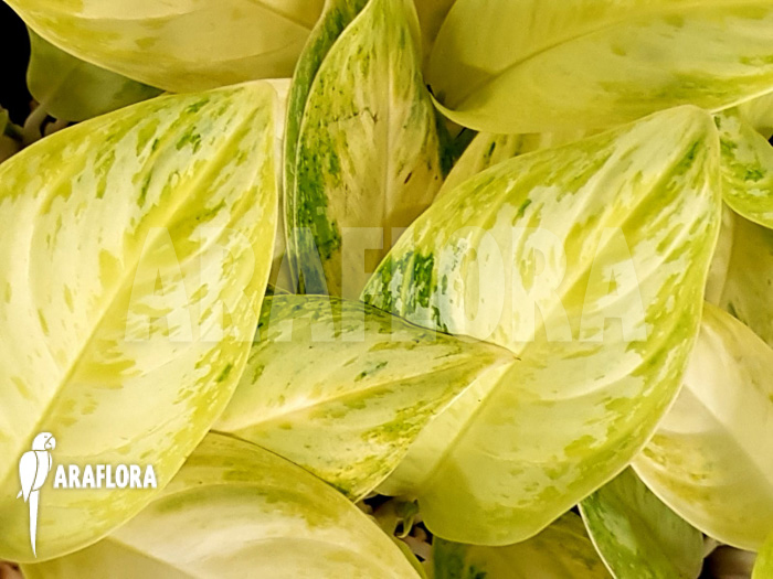 Aglaonema &lsquo;Lime&rsquo;