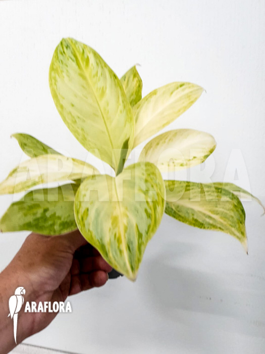 Aglaonema &lsquo;Lime&rsquo;