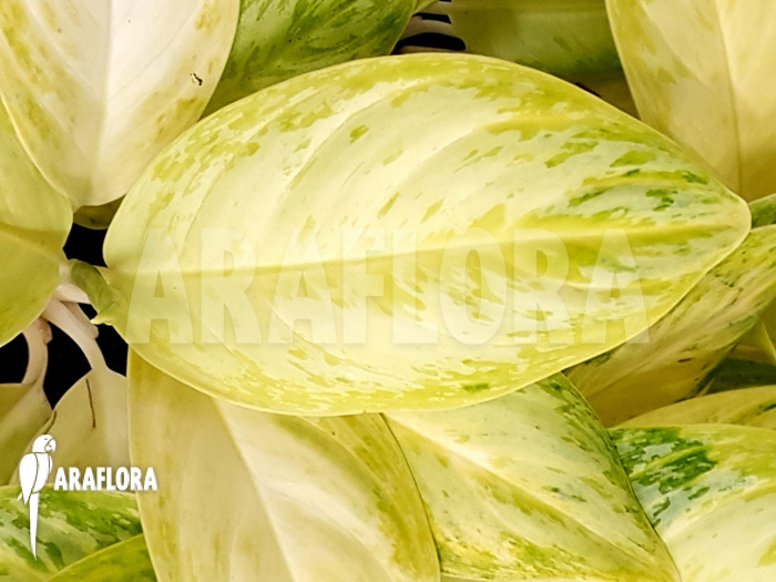 Aglaonema &lsquo;Lime&rsquo;