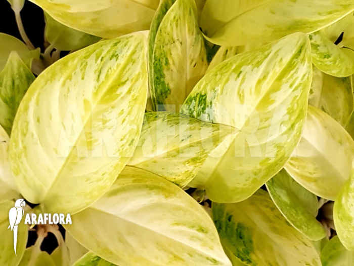 Aglaonema &lsquo;Lime&rsquo;