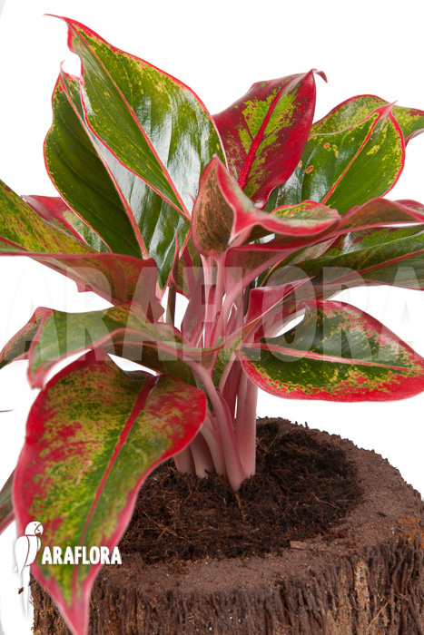 Aglaonema &lsquo;Siam Aurora&rsquo;