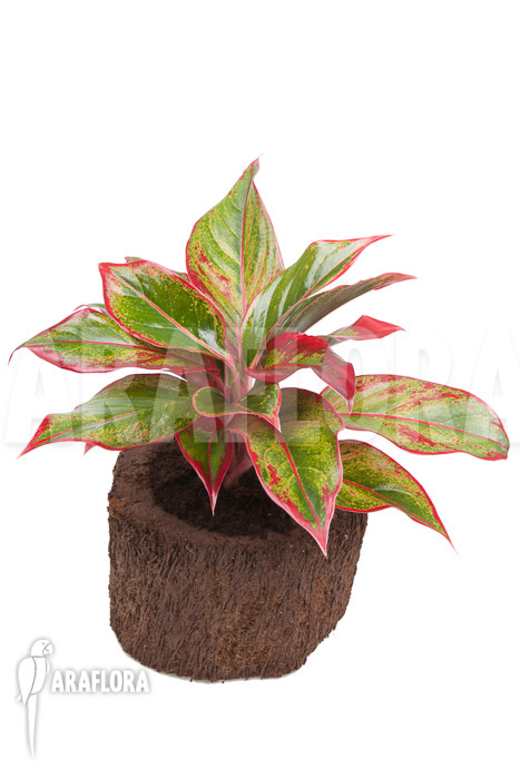 Aglaonema &lsquo;Siam Aurora&rsquo;