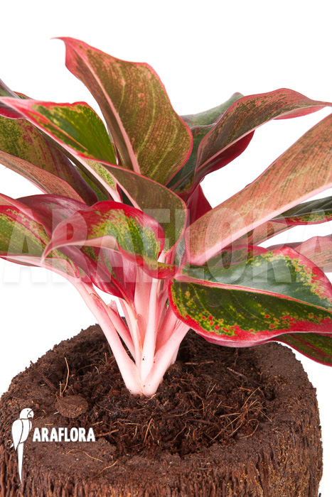 Aglaonema &lsquo;Siam-Aurora&rsquo;