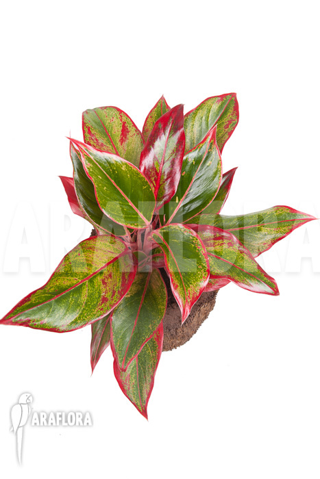 Aglaonema &lsquo;Siam-Aurora&rsquo;