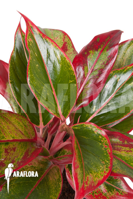 Aglaonema &lsquo;Siam-Aurora&rsquo;
