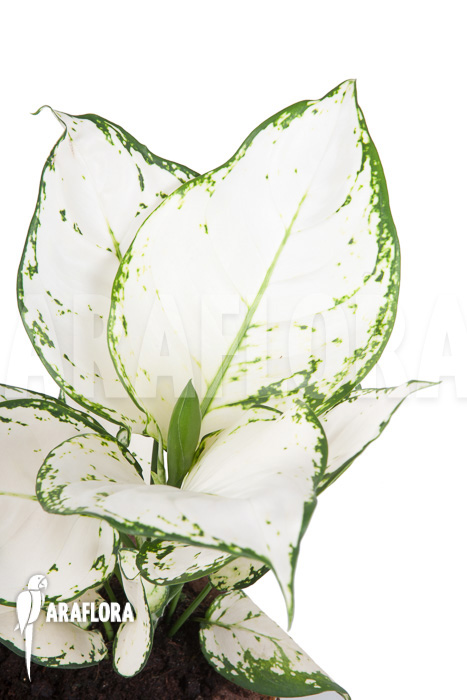 Aglaonema &lsquo;Wit met groen gespikkeld&rsquo;