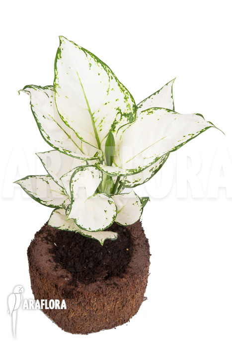 Aglaonema &lsquo;Wit met groen gespikkeld&rsquo;