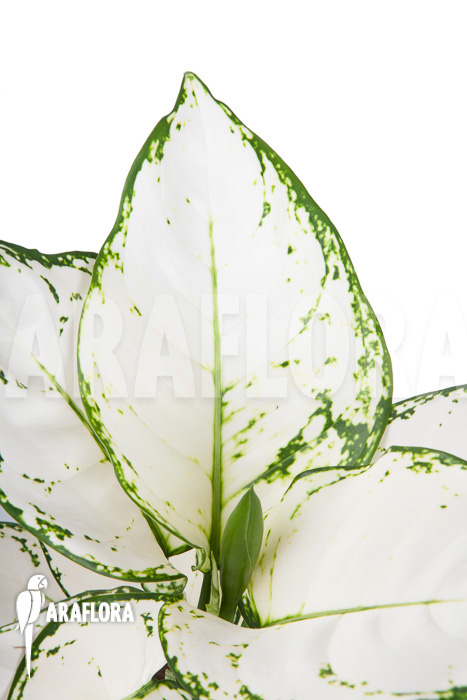 Aglaonema &lsquo;Wit met groen gespikkeld&rsquo;