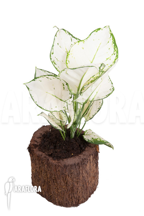 Aglaonema &lsquo;Wit met groen gespikkeld&rsquo;