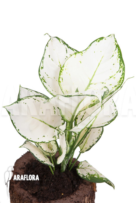 Aglaonema &lsquo;Wit met groen gespikkeld&rsquo;