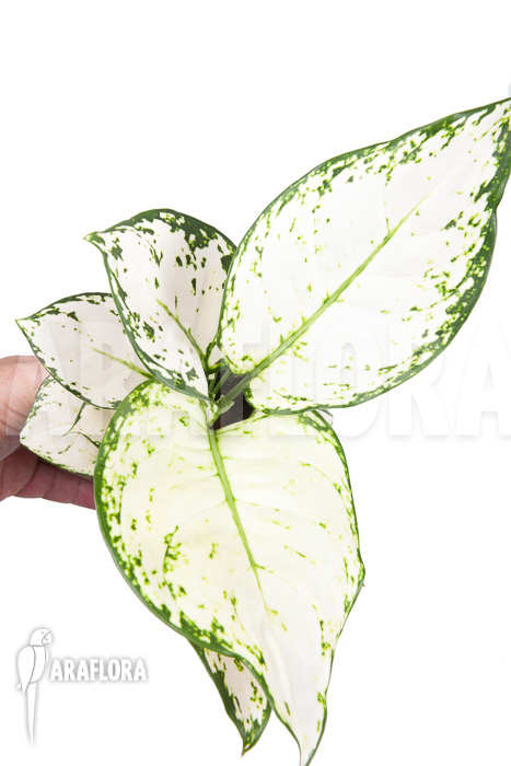 Aglaonema &lsquo;Wit met groen gespikkeld&rsquo;