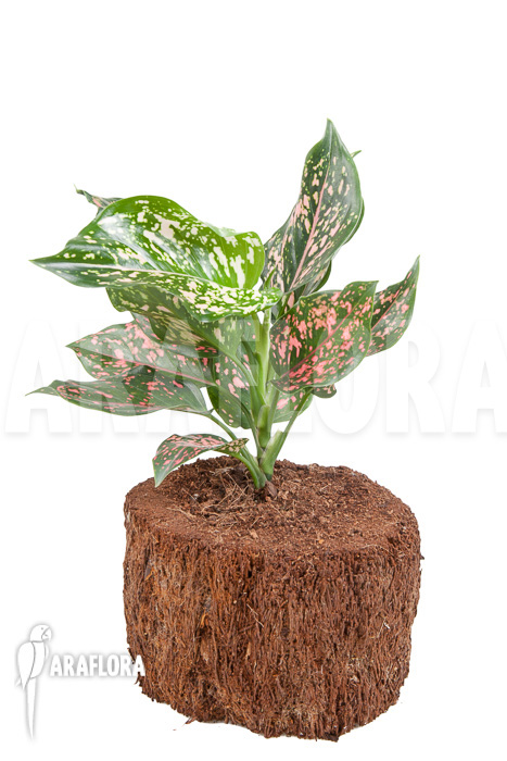 Aglaonema hybrid 2