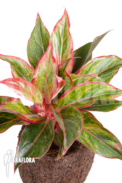 Aglaonema hybrid &lsquo;Crete&rsquo;