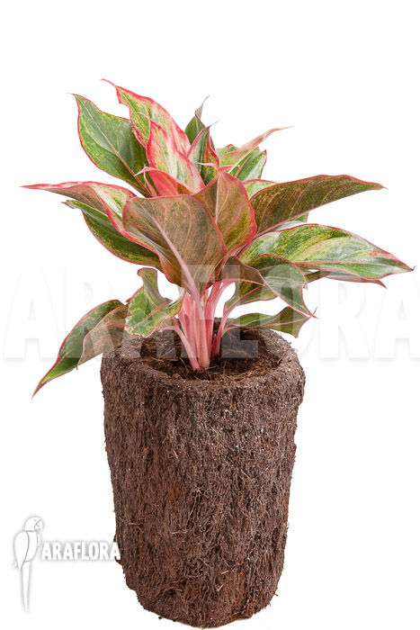 Aglaonema hybrid &lsquo;Crete&rsquo;
