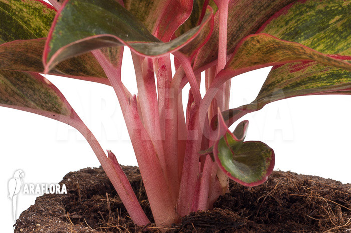 Aglaonema hybrid &lsquo;Crete&rsquo;