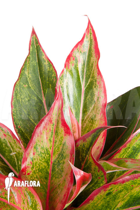 Aglaonema hybrid &lsquo;Crete&rsquo;