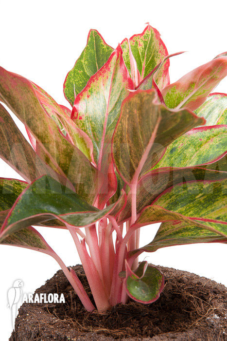 Aglaonema hybrid &lsquo;Crete&rsquo;