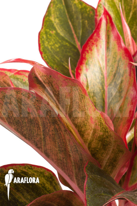 Aglaonema hybrid &lsquo;Crete&rsquo;