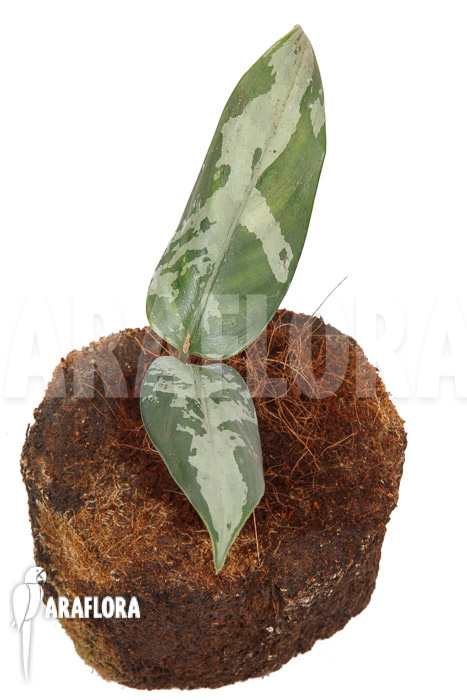 Aglaonema pumilum &lsquo;M&rsquo;