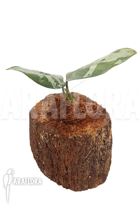 Aglaonema pumilum &lsquo;M&rsquo;