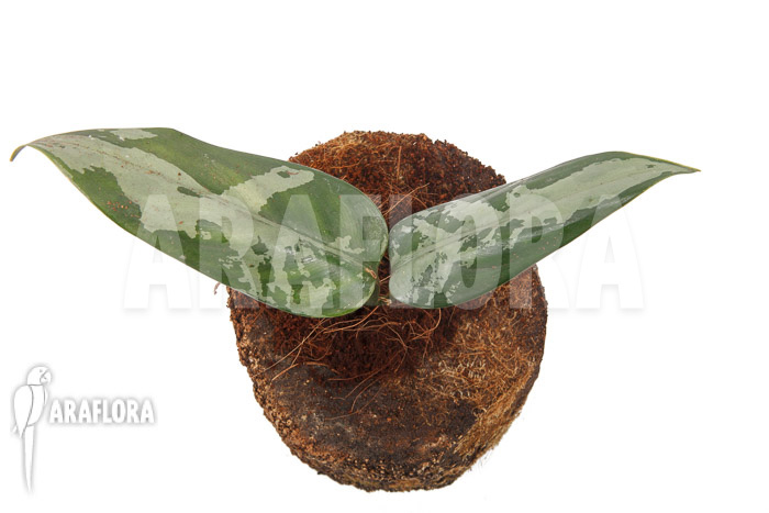 Aglaonema pumilum &lsquo;M&rsquo;