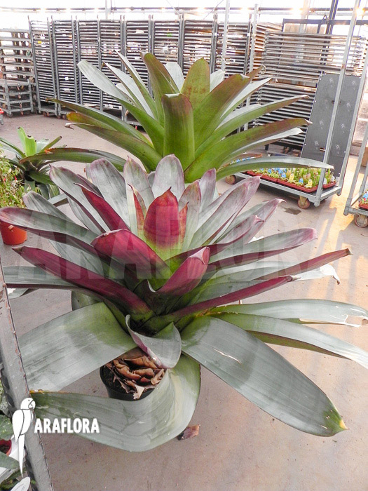 Alcantarea imperialis &lsquo;rubra&rsquo;