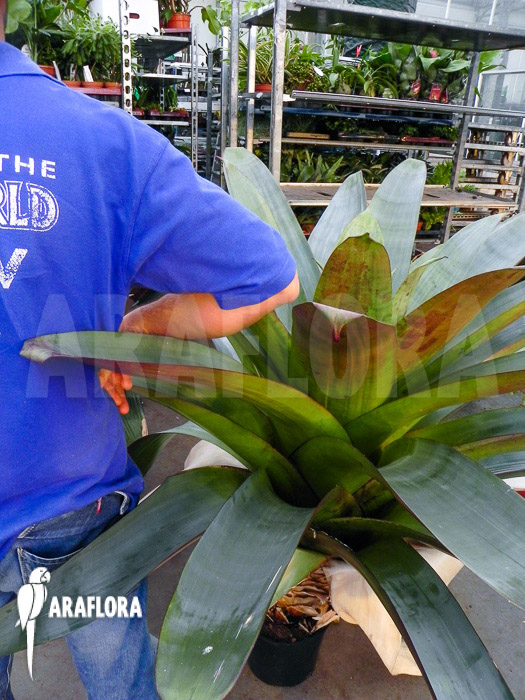 Alcantarea imperialis &lsquo;rubra&rsquo;