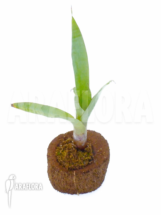 Alcantarea odorata &lsquo;Silver clone&rsquo;