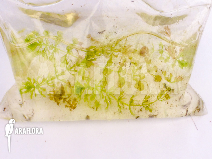 Aldrovanda versicolosa &lsquo;Polen&rsquo;