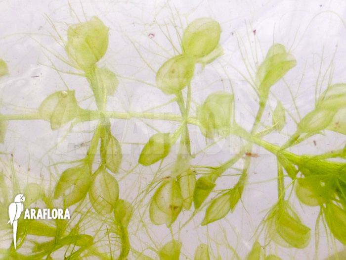 Aldrovanda versicolosa &lsquo;Polen&rsquo;