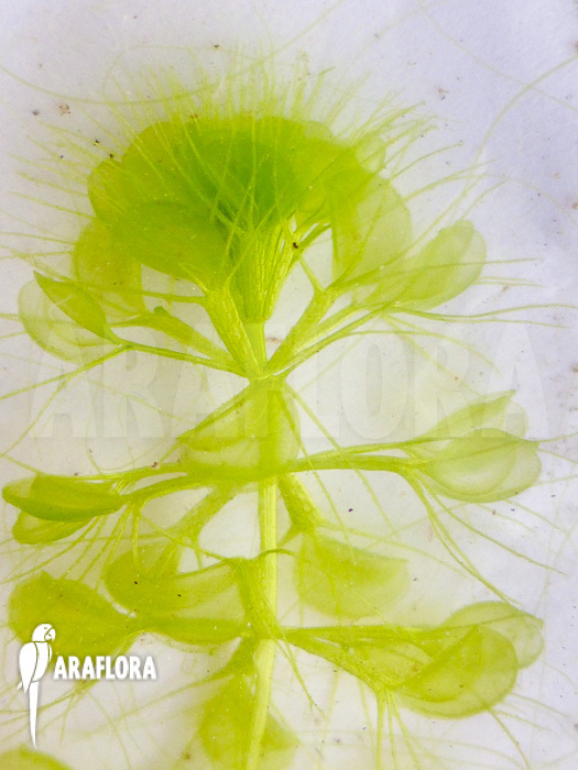 Aldrovanda versicolosa &lsquo;Polen&rsquo;