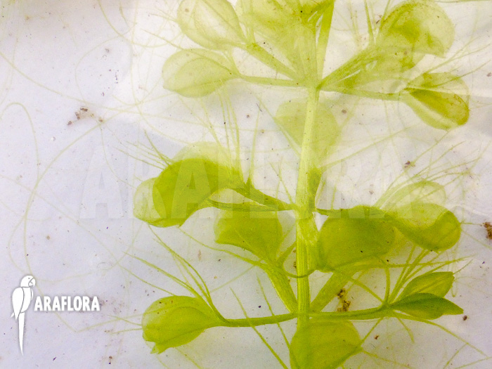 Aldrovanda versicolosa &lsquo;Polen&rsquo;