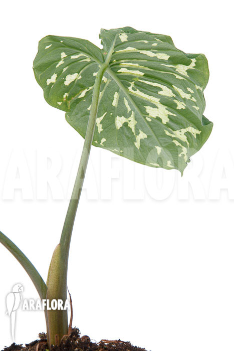 Colocasia &lsquo;Hilo beauty&rsquo;