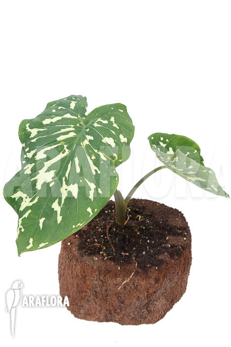 Colocasia &lsquo;Hilo beauty&rsquo;