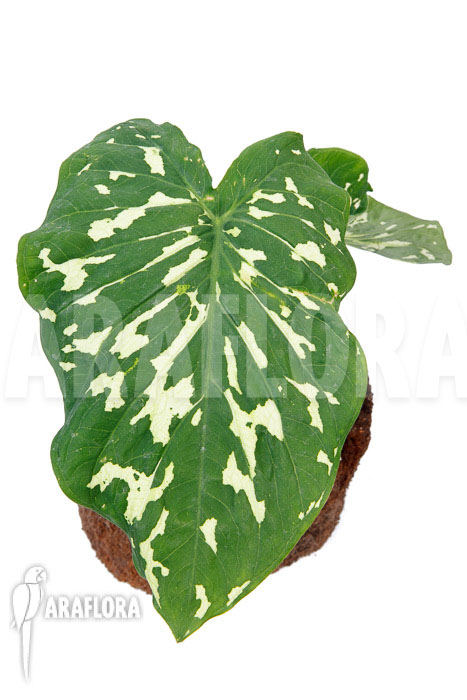 Colocasia &lsquo;Hilo beauty&rsquo;