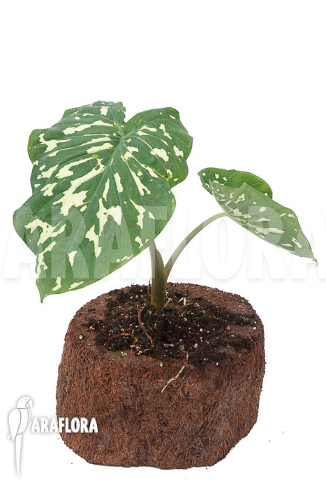 Colocasia &lsquo;Hilo beauty&rsquo;