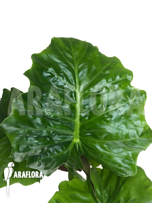 Alocasia &lsquo;Low Rider&rsquo;