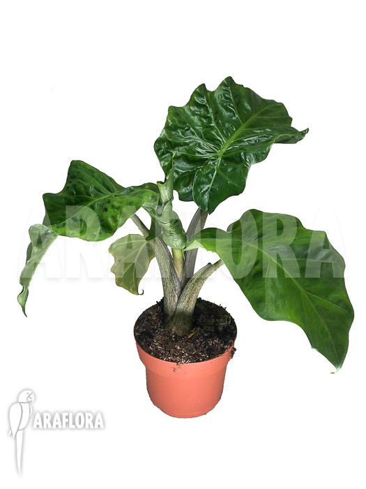 Alocasia &lsquo;Low Rider&rsquo;