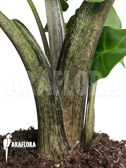 Alocasia &lsquo;Low Rider&rsquo;
