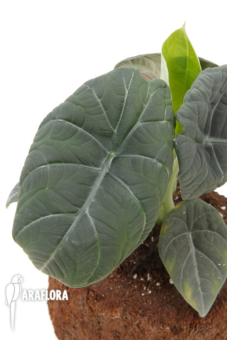 Alocasia Maharani XL