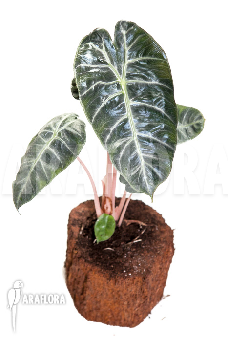 Alocasia &lsquo;Pink Dragon&rsquo;