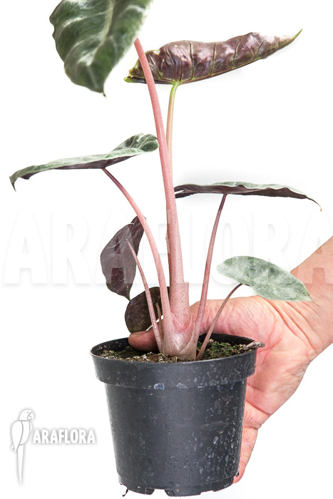 Alocasia &lsquo;Pink Dragon&rsquo;