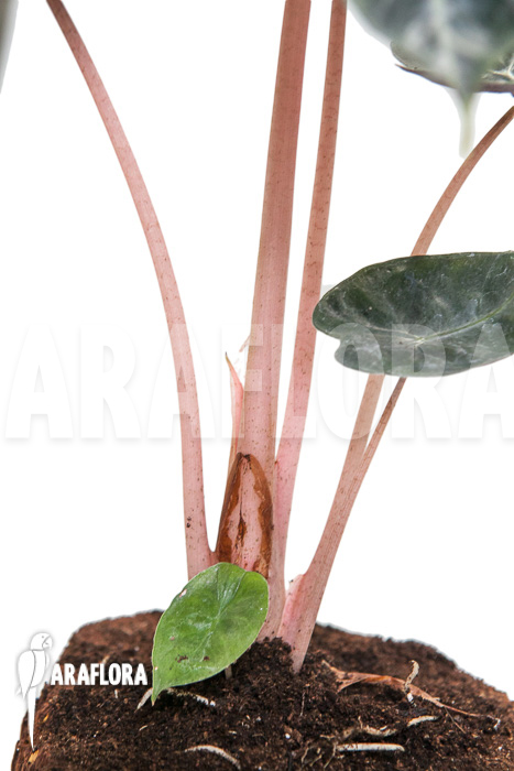Alocasia &lsquo;Pink Dragon&rsquo;