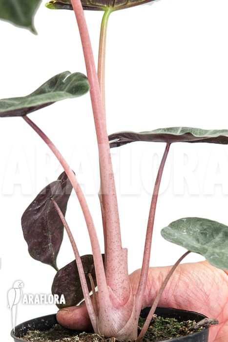 Alocasia &lsquo;Pink Dragon&rsquo;