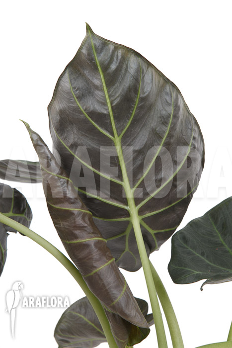 Alocasia &lsquo;Regal shields&rsquo;