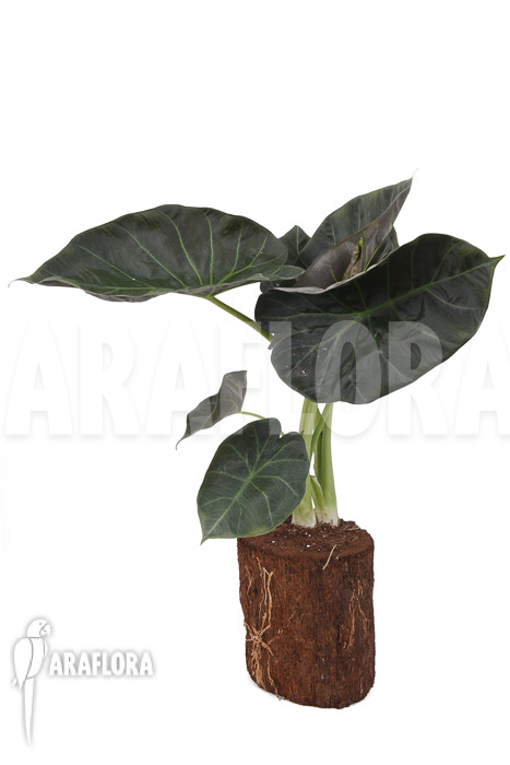 Alocasia &lsquo;Regal shields&rsquo;