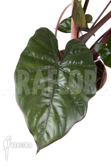 Alocasia &lsquo;Yucatan Princess&rsquo;