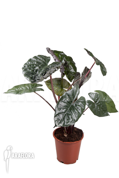 Alocasia &lsquo;Yucatan Princess&rsquo;