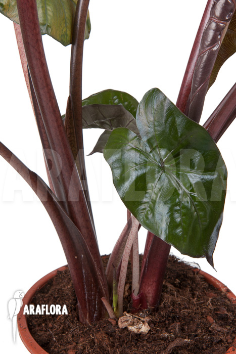 Alocasia &lsquo;Yucatan Princess&rsquo;